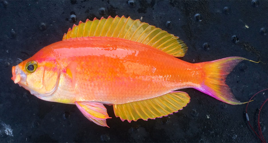 シキシマハナダイ