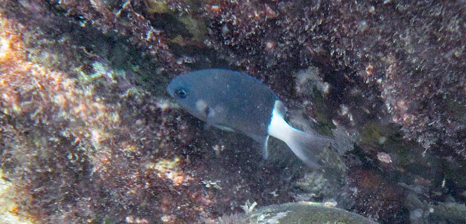 シコクスズメダイ