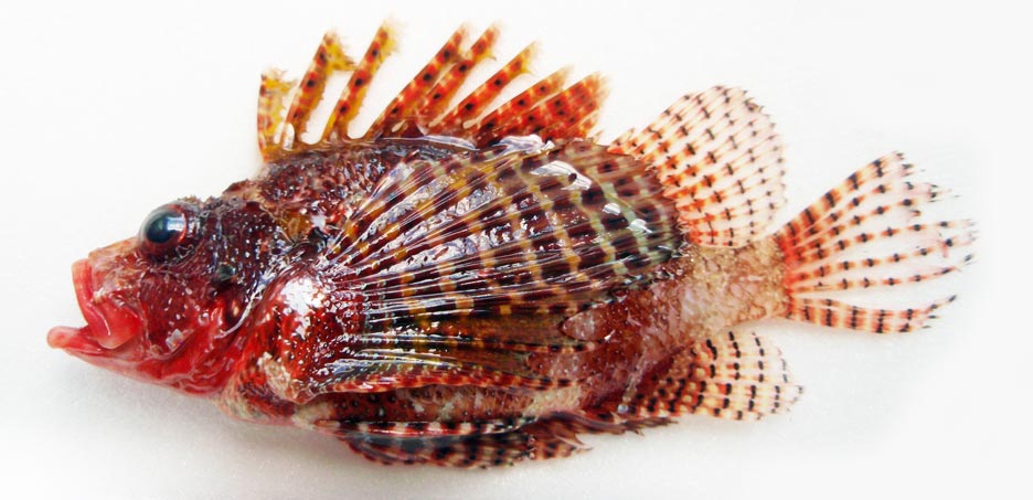 シマヒメヤマノカミ