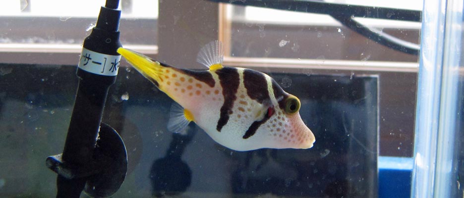 シマキンチャクフグ