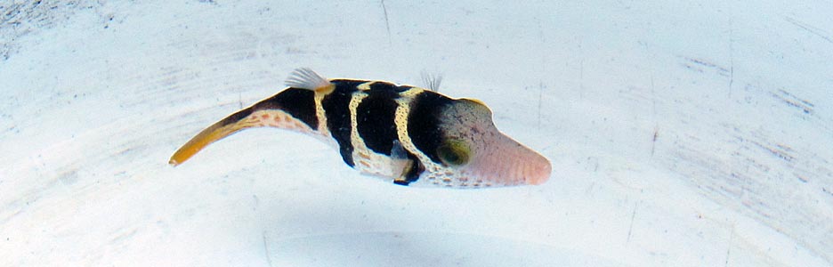 シマキンチャクフグ