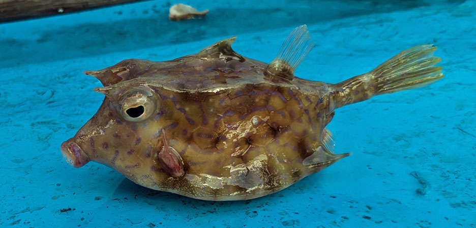 シマウミスズメ