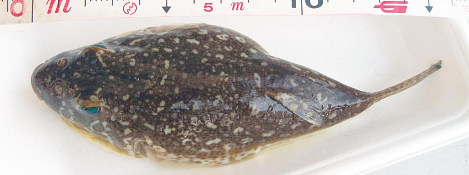 シッポウフグ 背