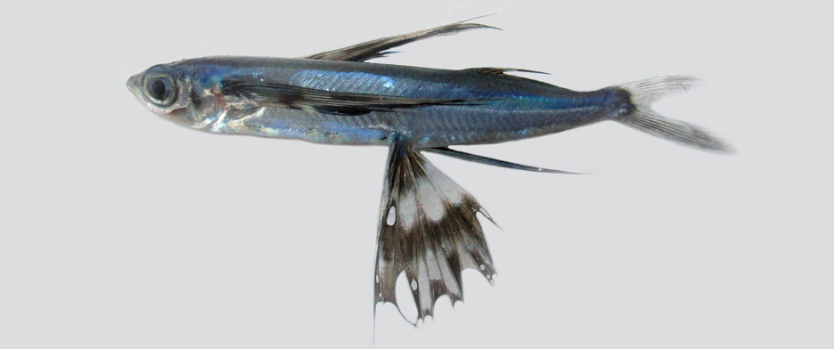 シロフチトビウオ