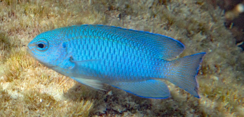 ソラスズメダイ