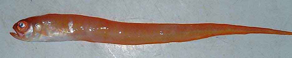 スミツキアカタチ