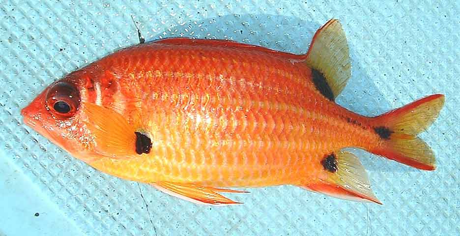 スミツキカノコ