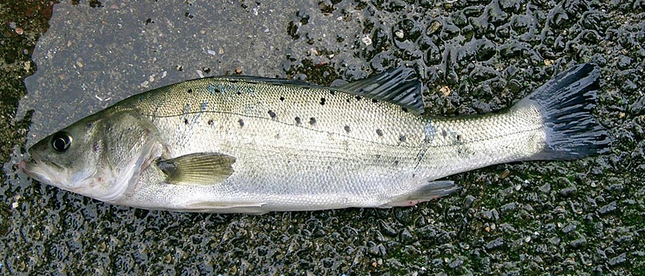 タイリクスズキ