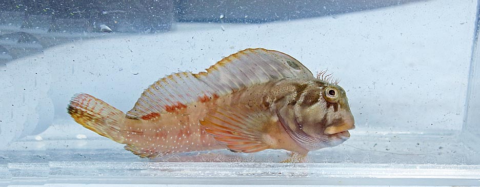 タテガミギンポ