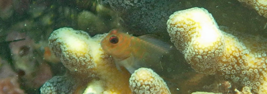 タテガミカエルウオ