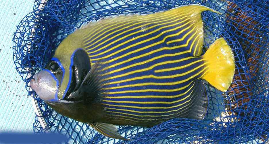 タテジマキンチャクダイ