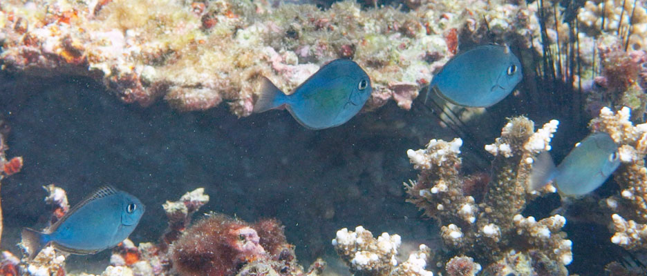 テングハギモドキ