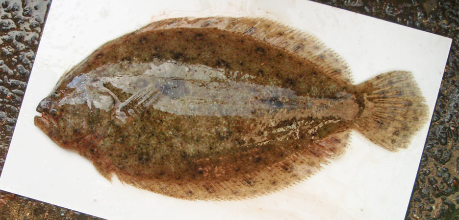 テンジクガレイ