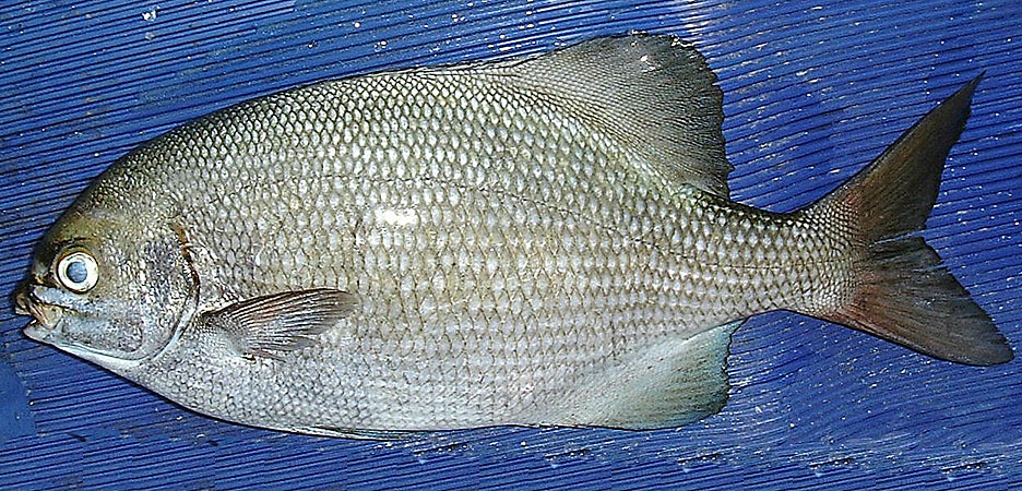 テンジクイサキ