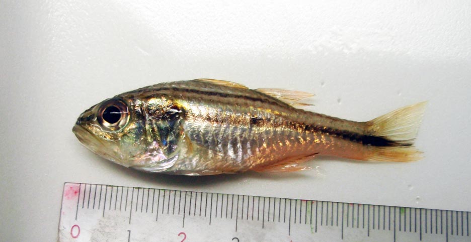 テッポウイシモチ