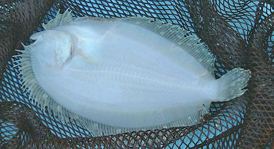 トゲダルマガレイ無眼側