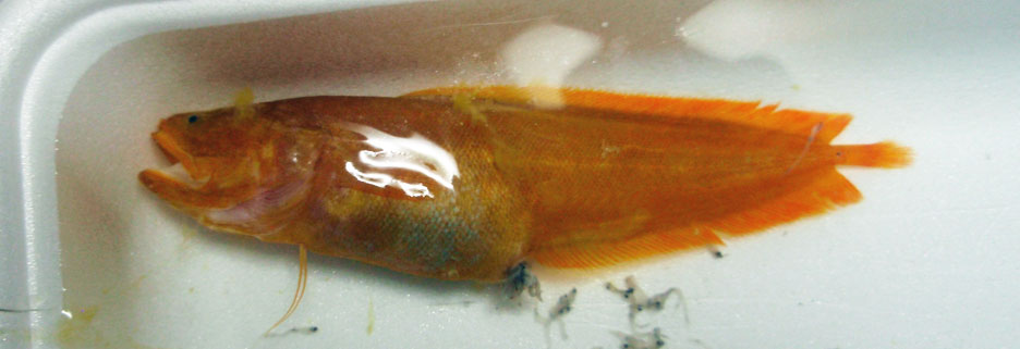 トゲイタチウオ