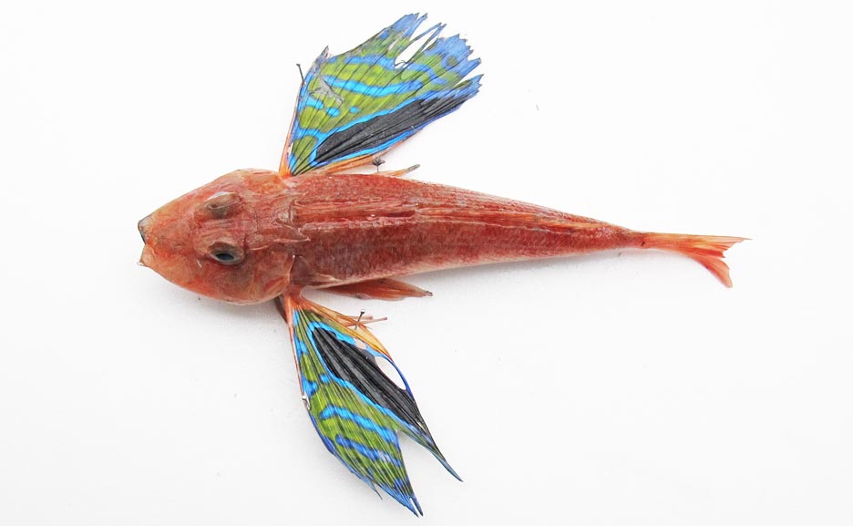 トゲカナガシラ