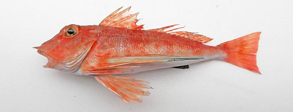 トゲカナガシラ