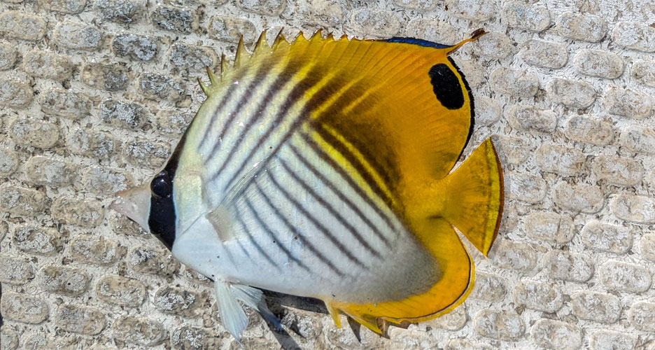 トゲチョウチョウウオ