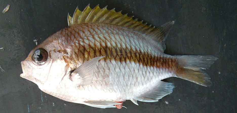 トウカイスズメダイ