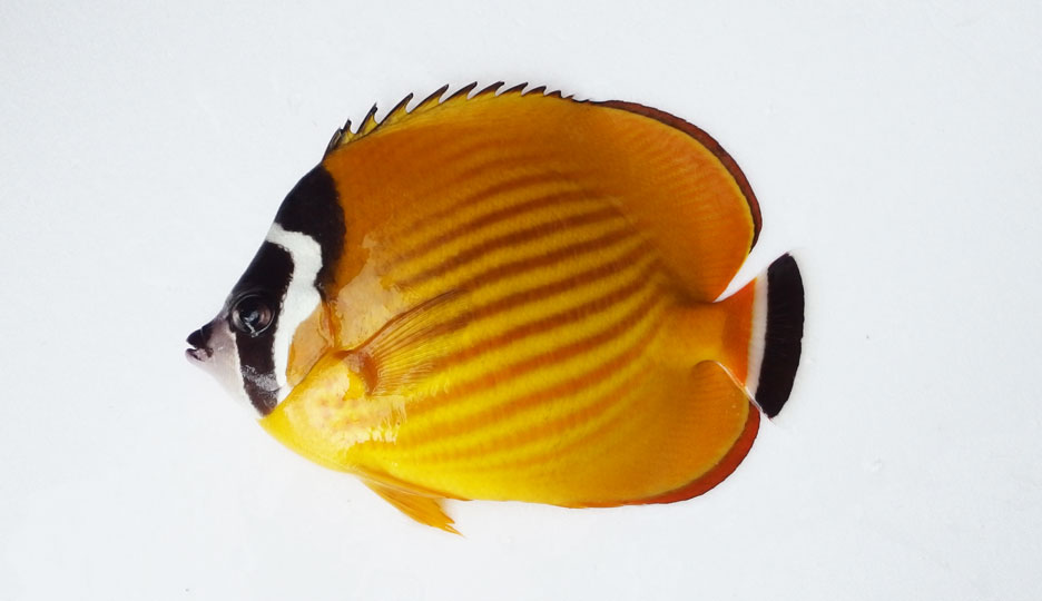 ツキチョウチョウウオ