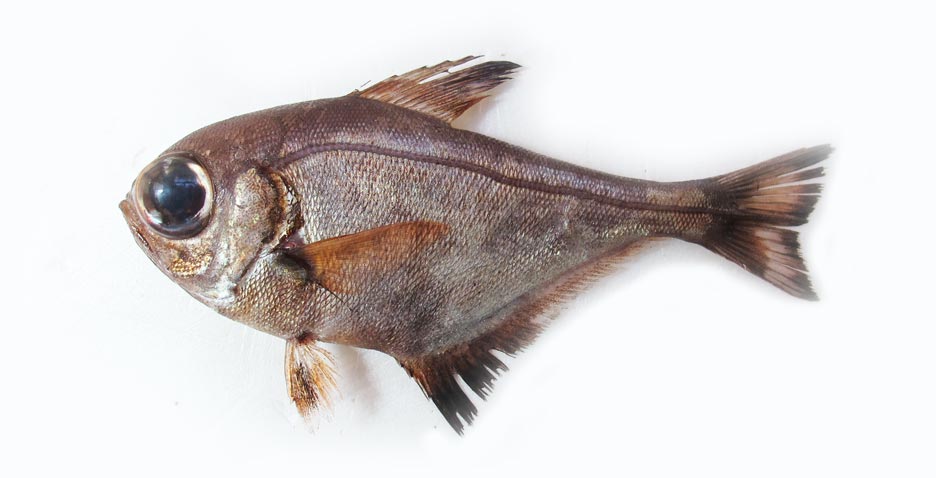 ツマグロハタンポ