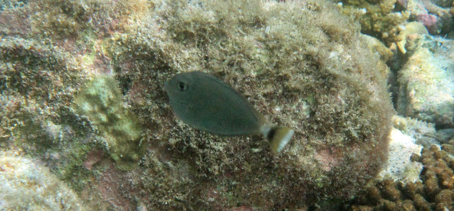 ツマリテングハギ