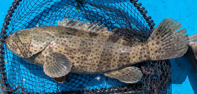 チャイロマルハタ