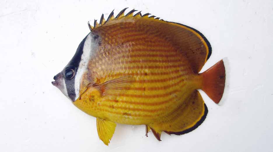 チョウチョウウオ