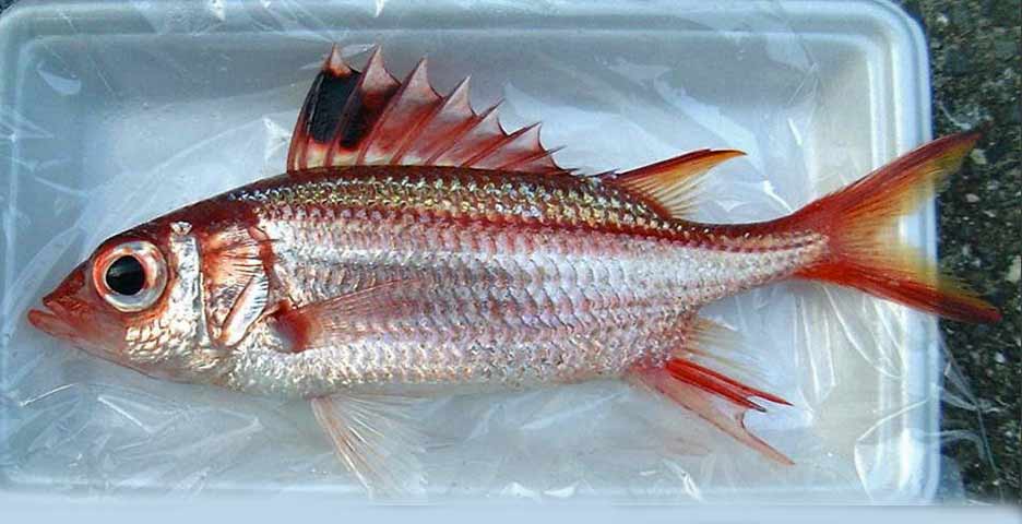 ウケグチイットウダイ