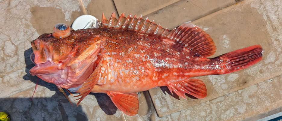 ウッカリカサゴ