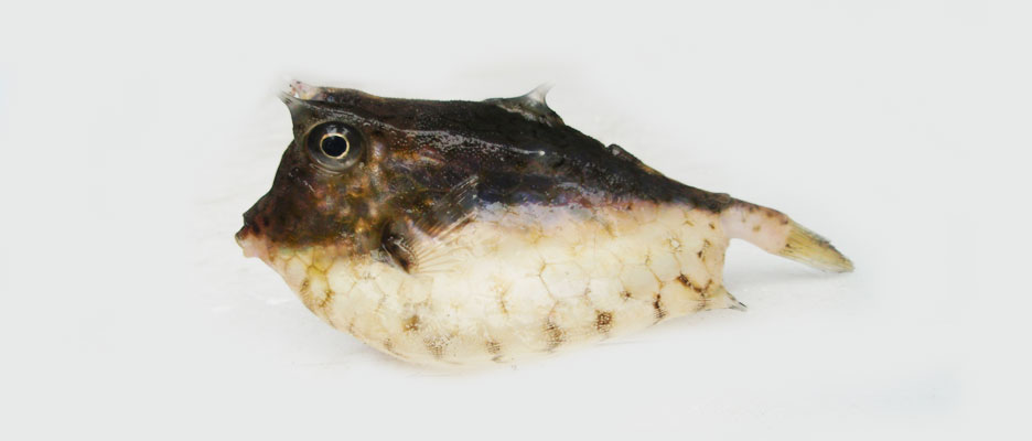 ウミスズメ 未成魚