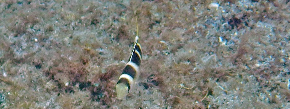 ヨコシマクロダイ