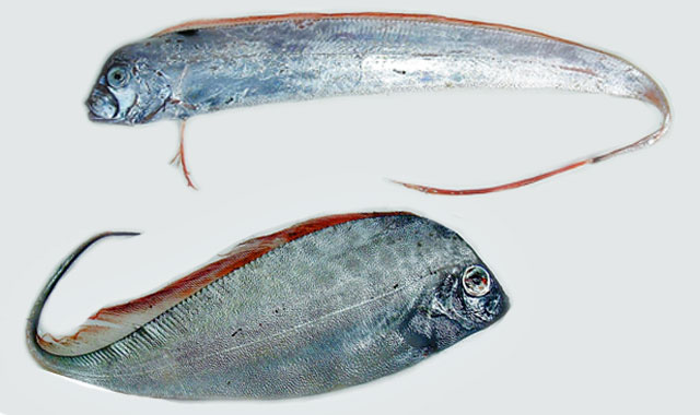 アカマンボウ目