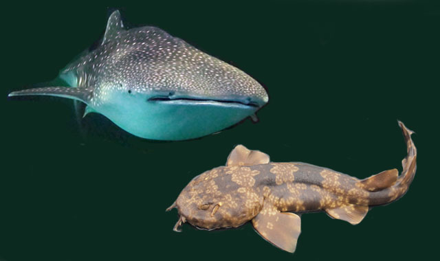 テンジクザメ目