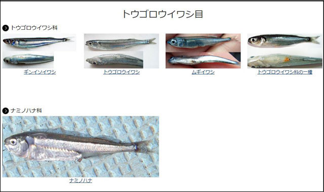 トウゴロウイワシ目