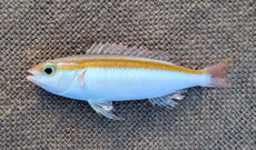 イトタマガシラ