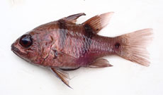 ヨコスジイシモチ