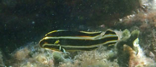 ヒレグロコショウダイ