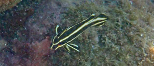 ヒレグロコショウダイ