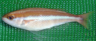 イトタマガシラ