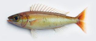 イトタマガシラ