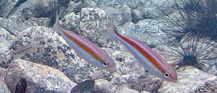 イトタマガシラ