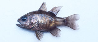 ヨコスジイシモチ