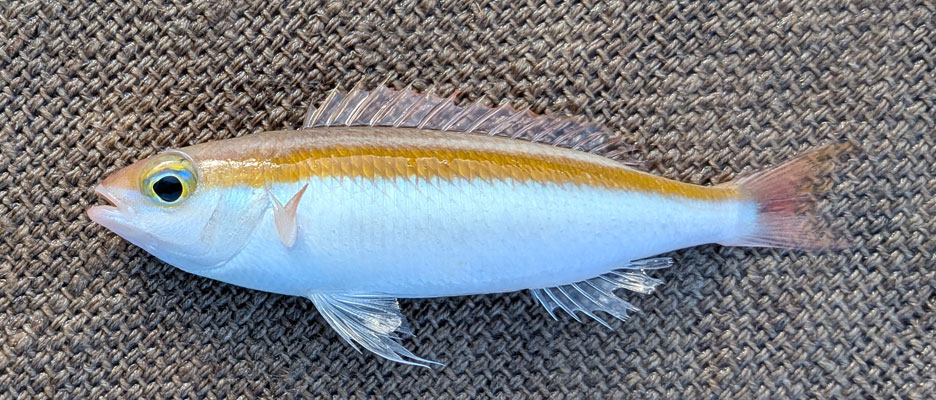 イトタマガシラ