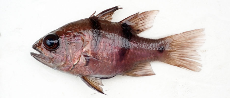 ヨコスジイシモチ